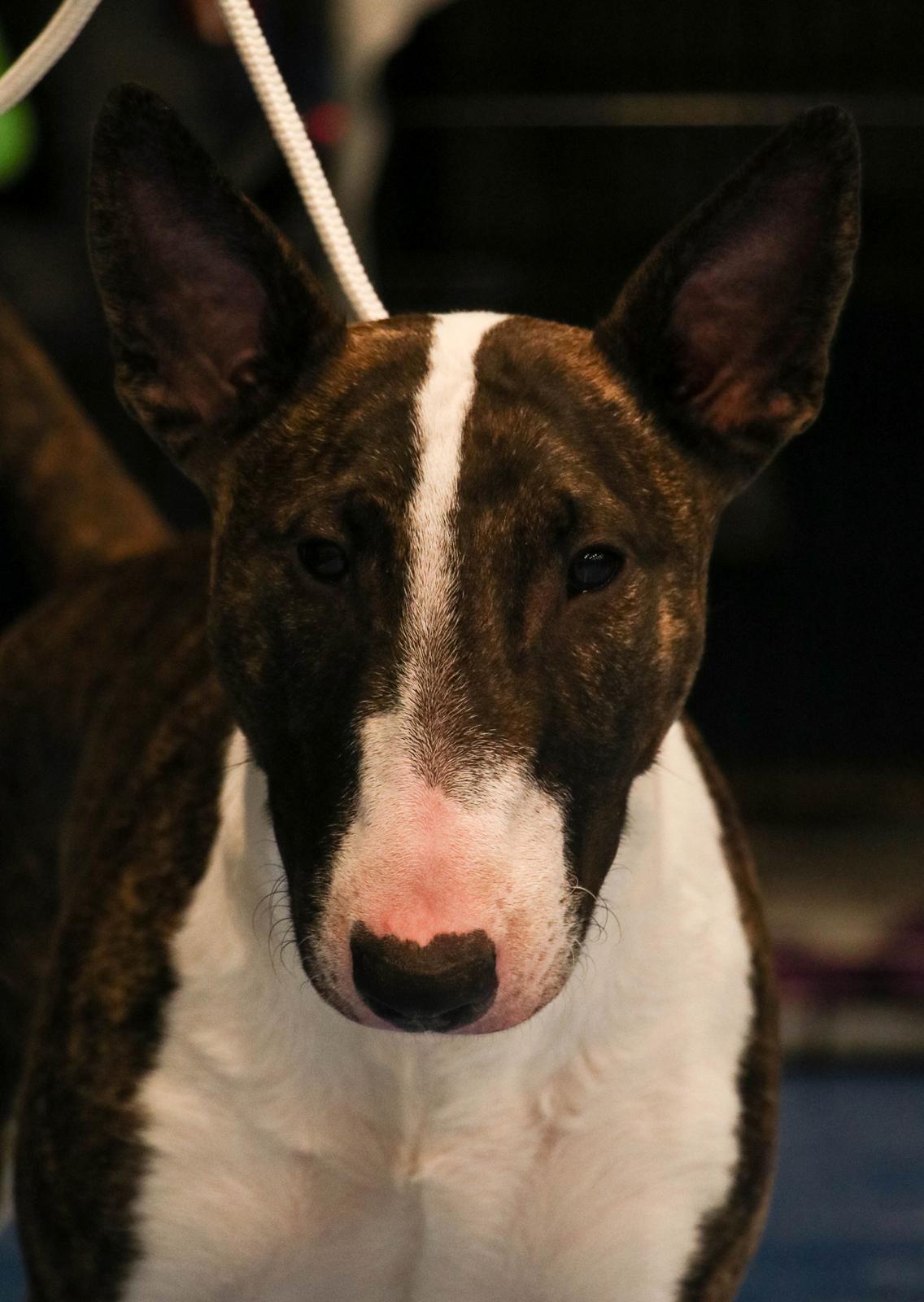 Bullterrier Qwerty (Danmar Bull's Rainbow Dash) - 9 mdr billede 13
