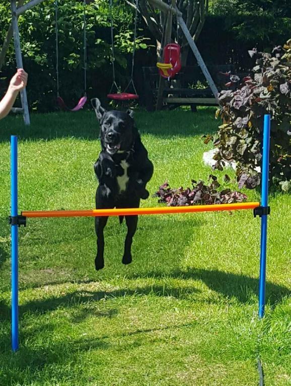 Labrador retriever Bimmer billede 1