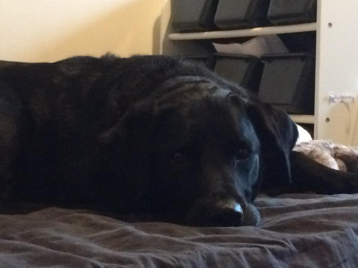 Labrador retriever Bimmer billede 3