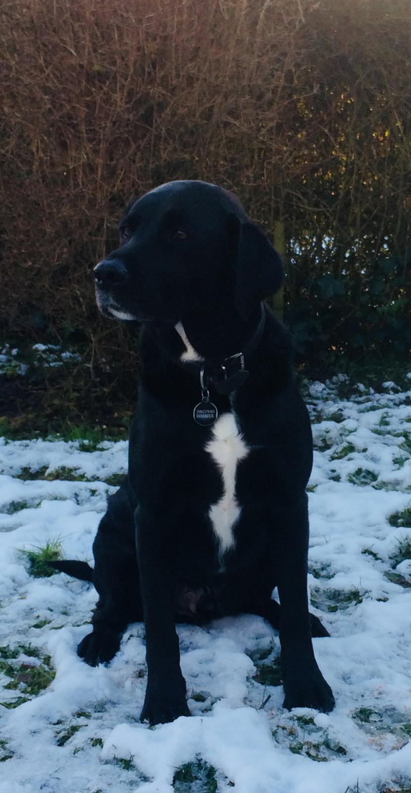 Labrador retriever Bimmer billede 4