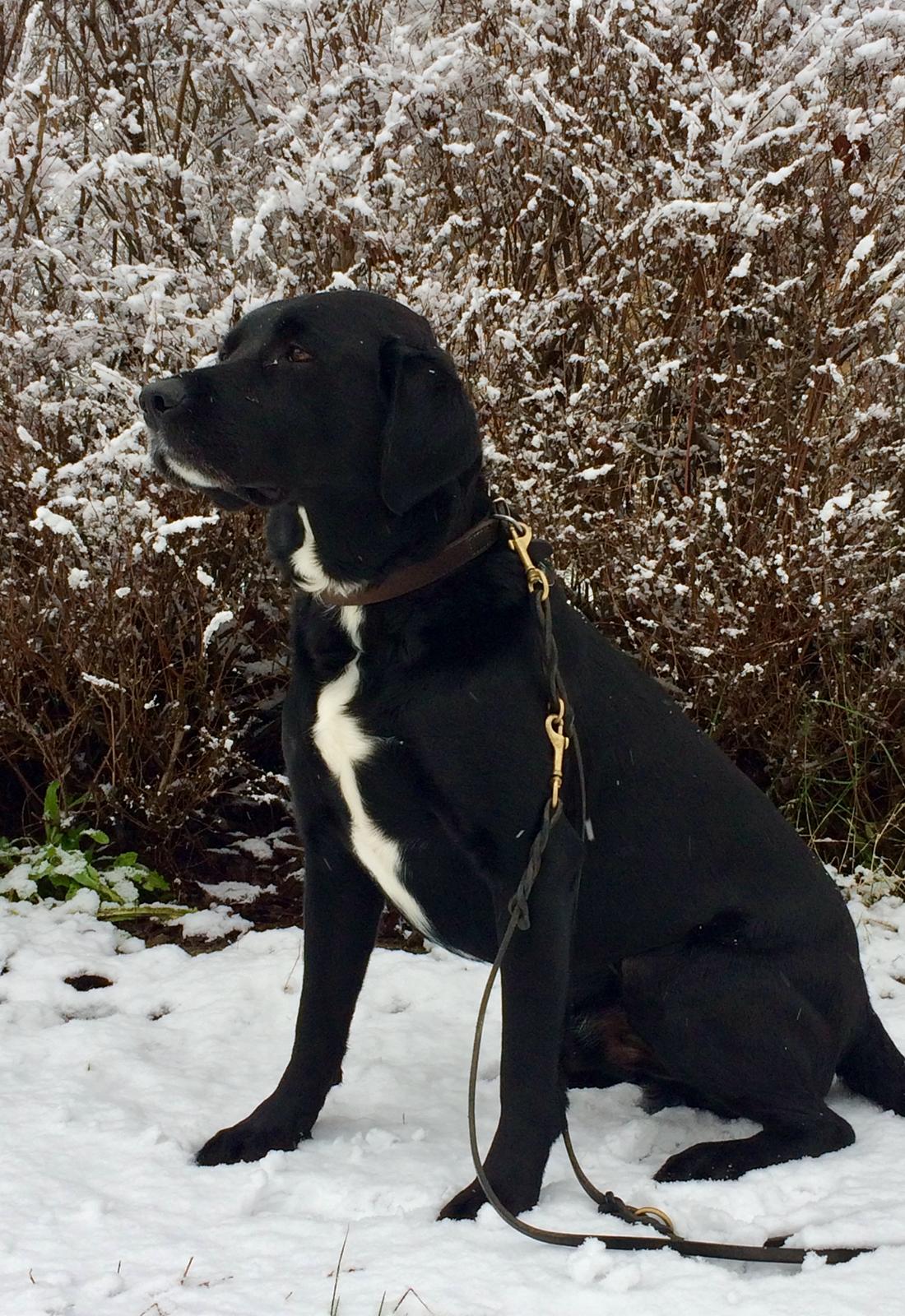 Labrador retriever Bimmer billede 5