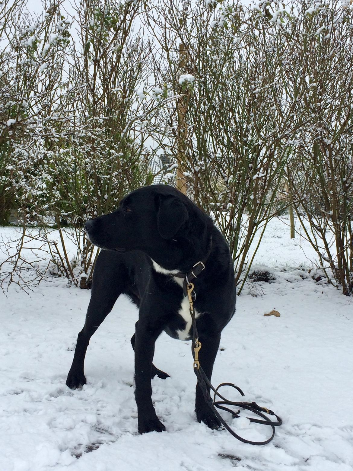 Labrador retriever Bimmer billede 6