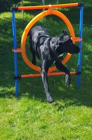 Labrador retriever Bimmer billede 2