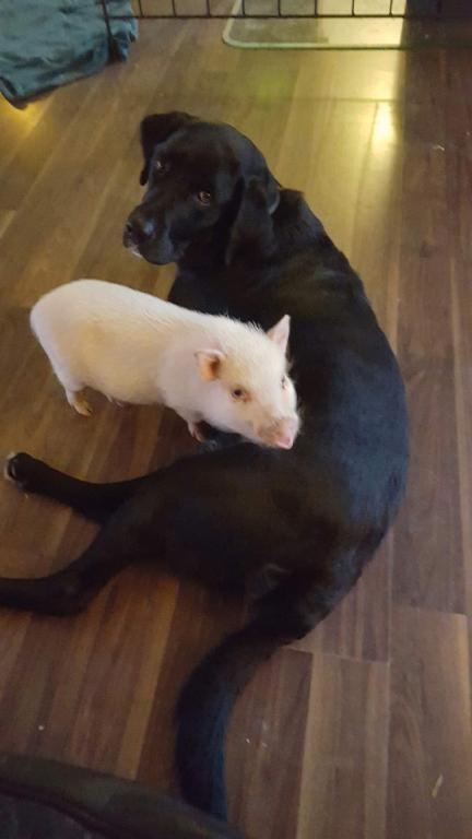 Labrador retriever Bimmer billede 7