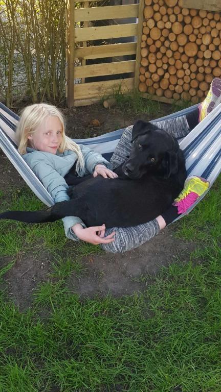 Labrador retriever Bimmer billede 9