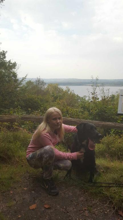 Labrador retriever Bimmer billede 10