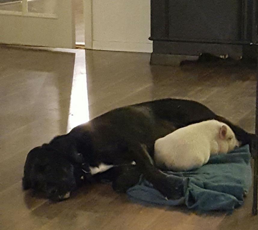 Labrador retriever Bimmer billede 8