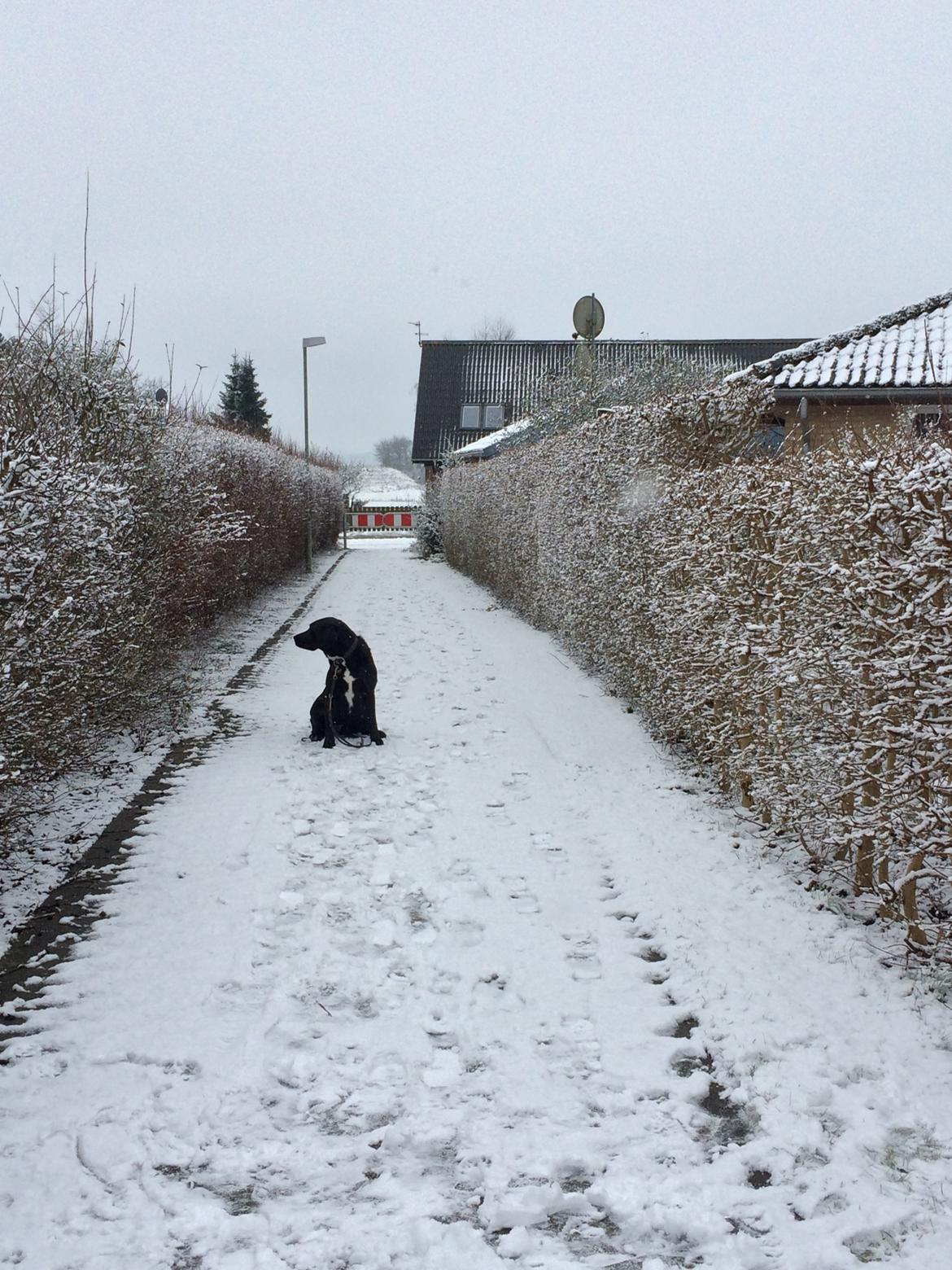 Labrador retriever Bimmer billede 11