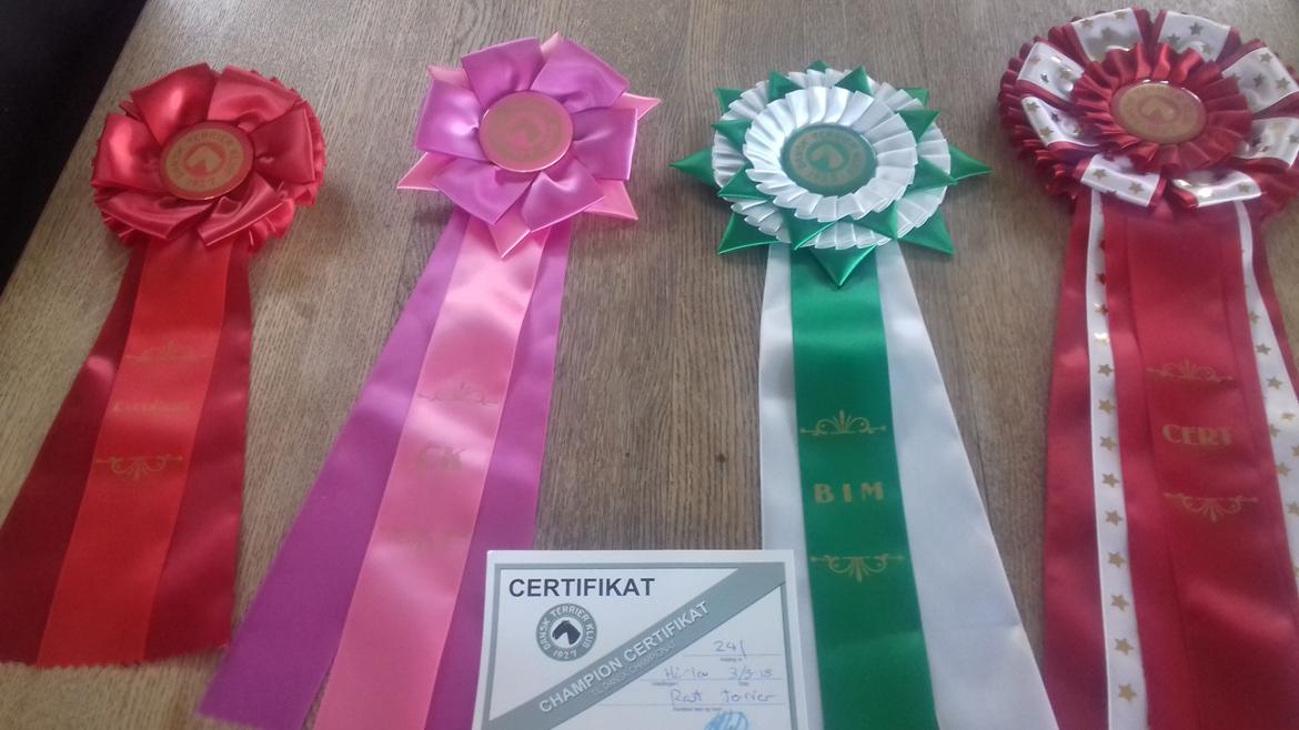 Rat Terrier Solgaards Buddy billede 18