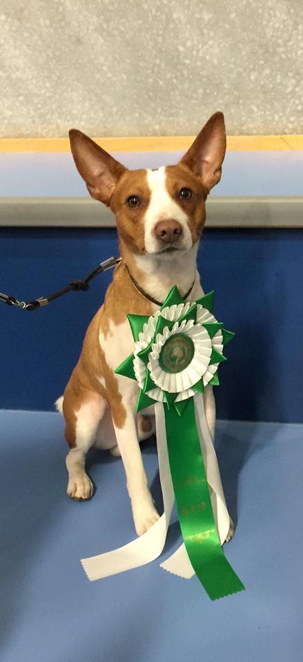 Rat Terrier Solgaards Buddy billede 9