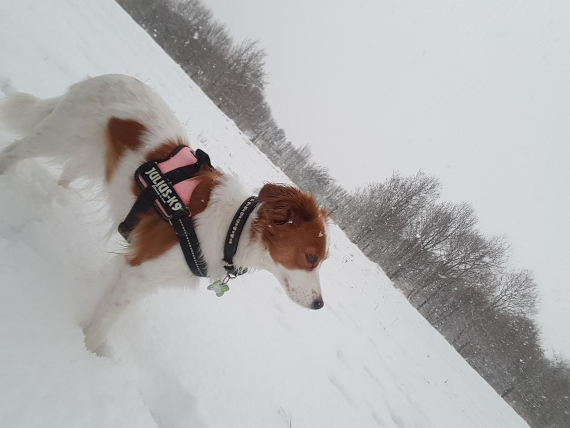 Kooikerhondje Clara billede 1