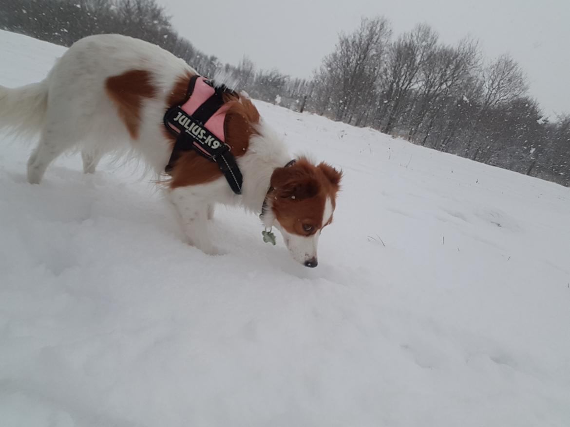 Kooikerhondje Clara billede 19