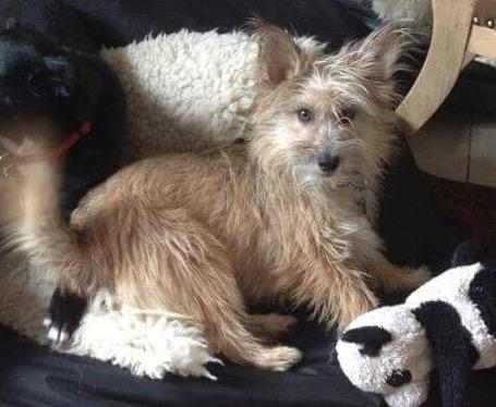 Blanding af racer Max billede 2