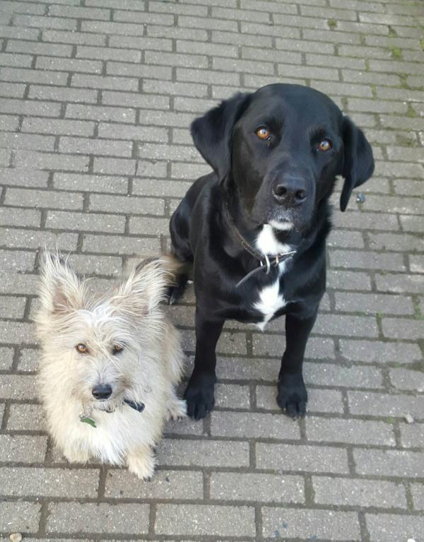 Blanding af racer Max billede 3