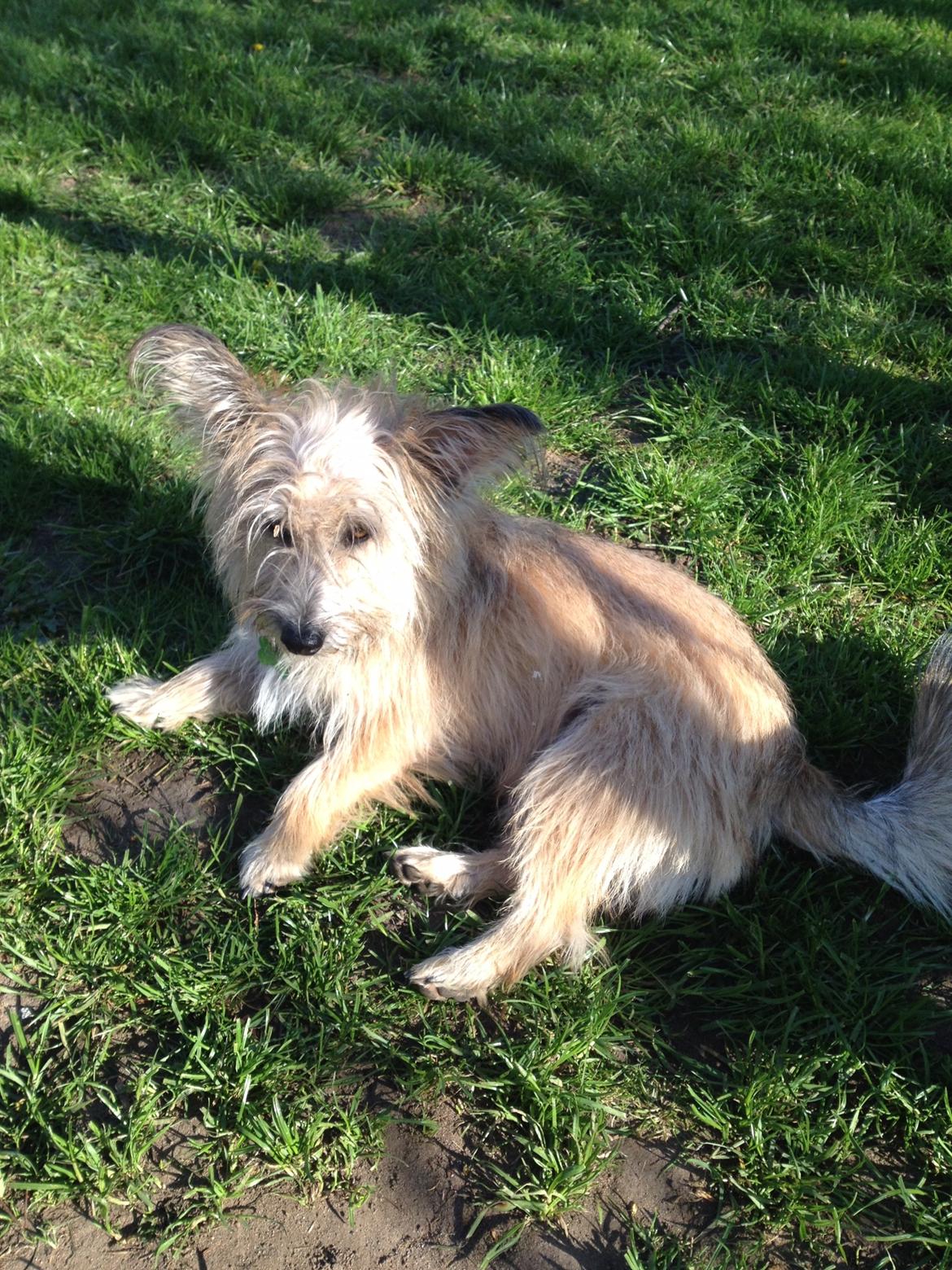 Blanding af racer Max billede 5