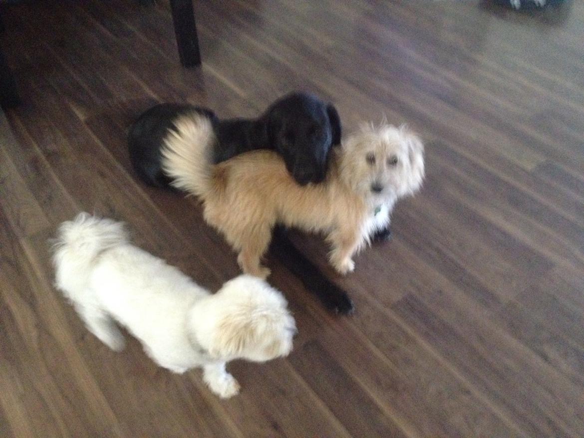 Blanding af racer Max billede 6