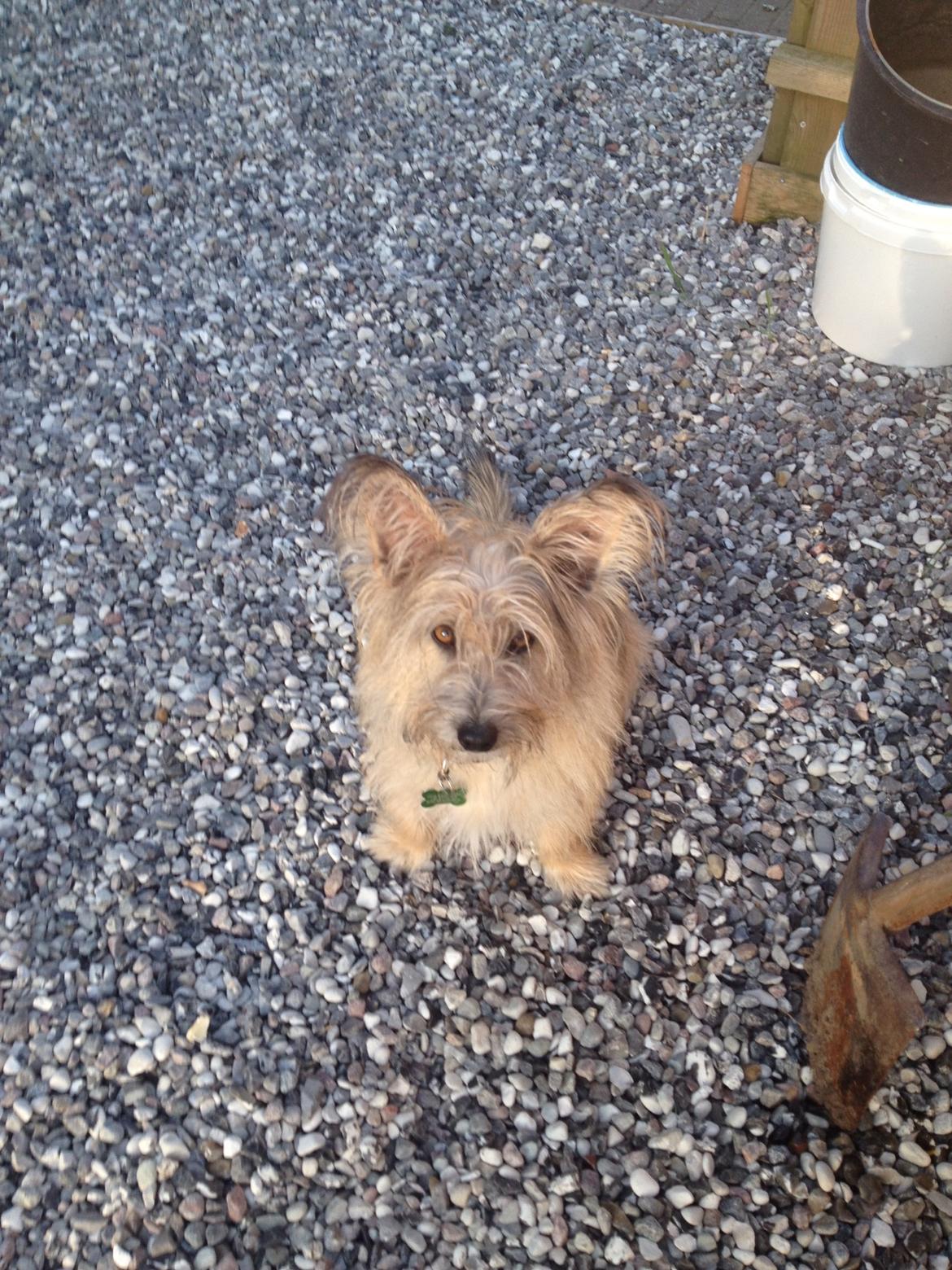 Blanding af racer Max billede 7