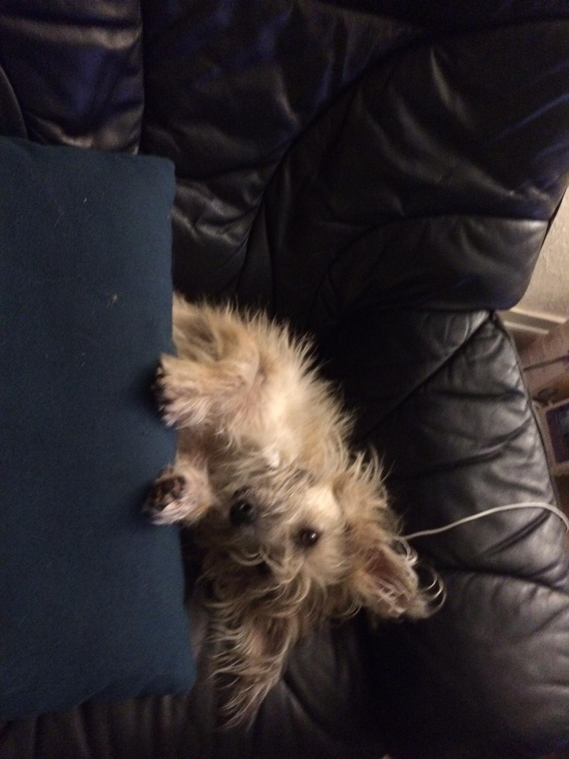 Blanding af racer Max billede 8