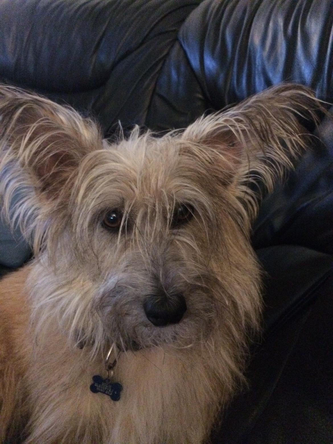 Blanding af racer Max billede 9