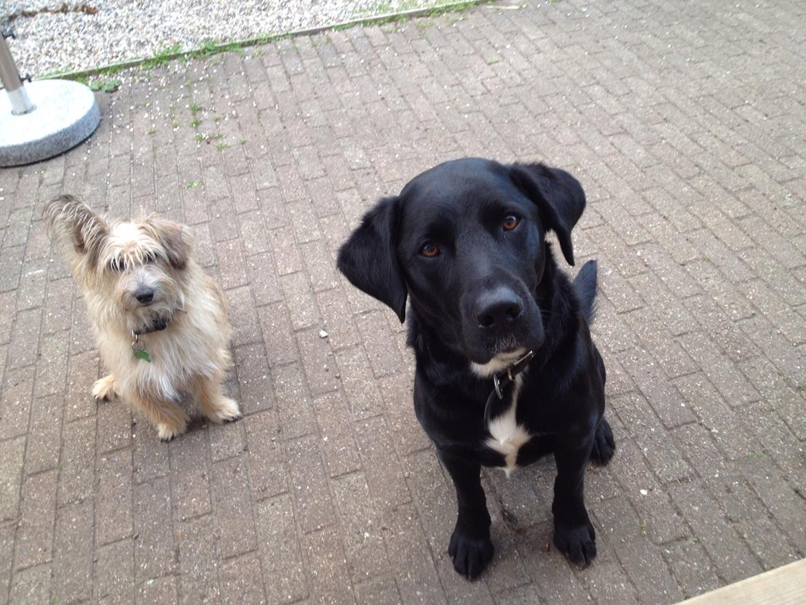 Blanding af racer Max billede 10