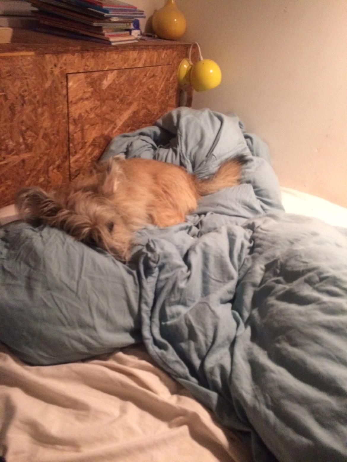 Blanding af racer Max billede 11