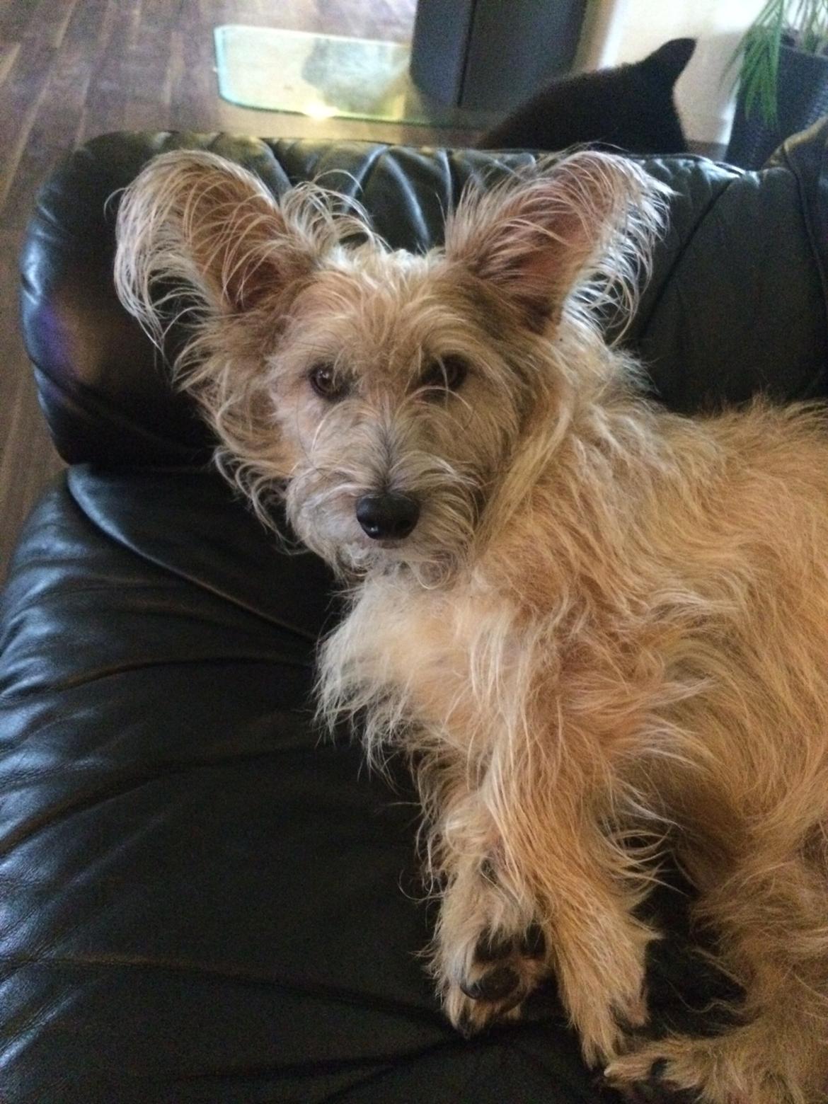 Blanding af racer Max billede 12