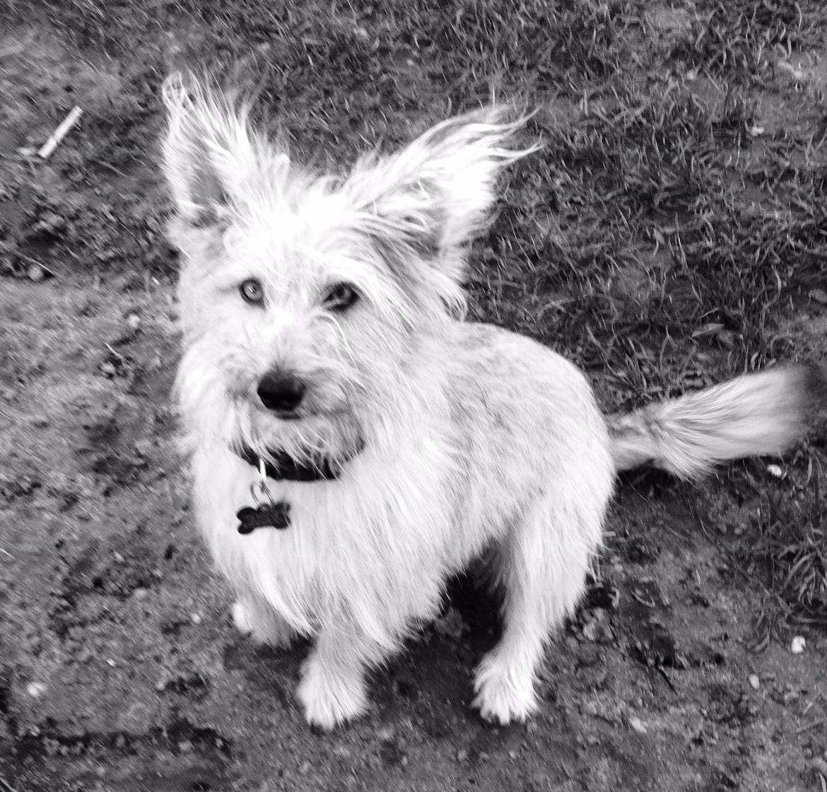 Blanding af racer Max billede 4