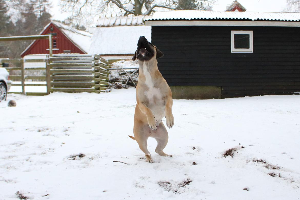 Perro de Presa Canario Crystal Fuerza Bull (Mina) - 1år og 11 mdr gammel billede 12