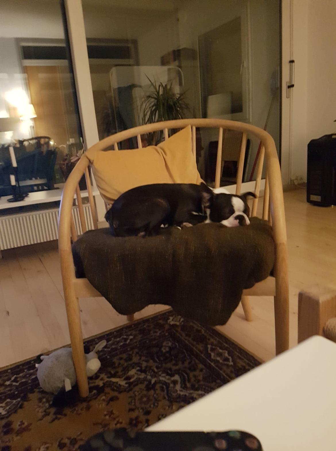 Boston terrier Frankie billede 1