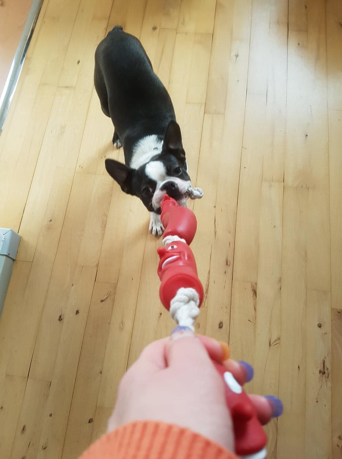 Boston terrier Frankie billede 3