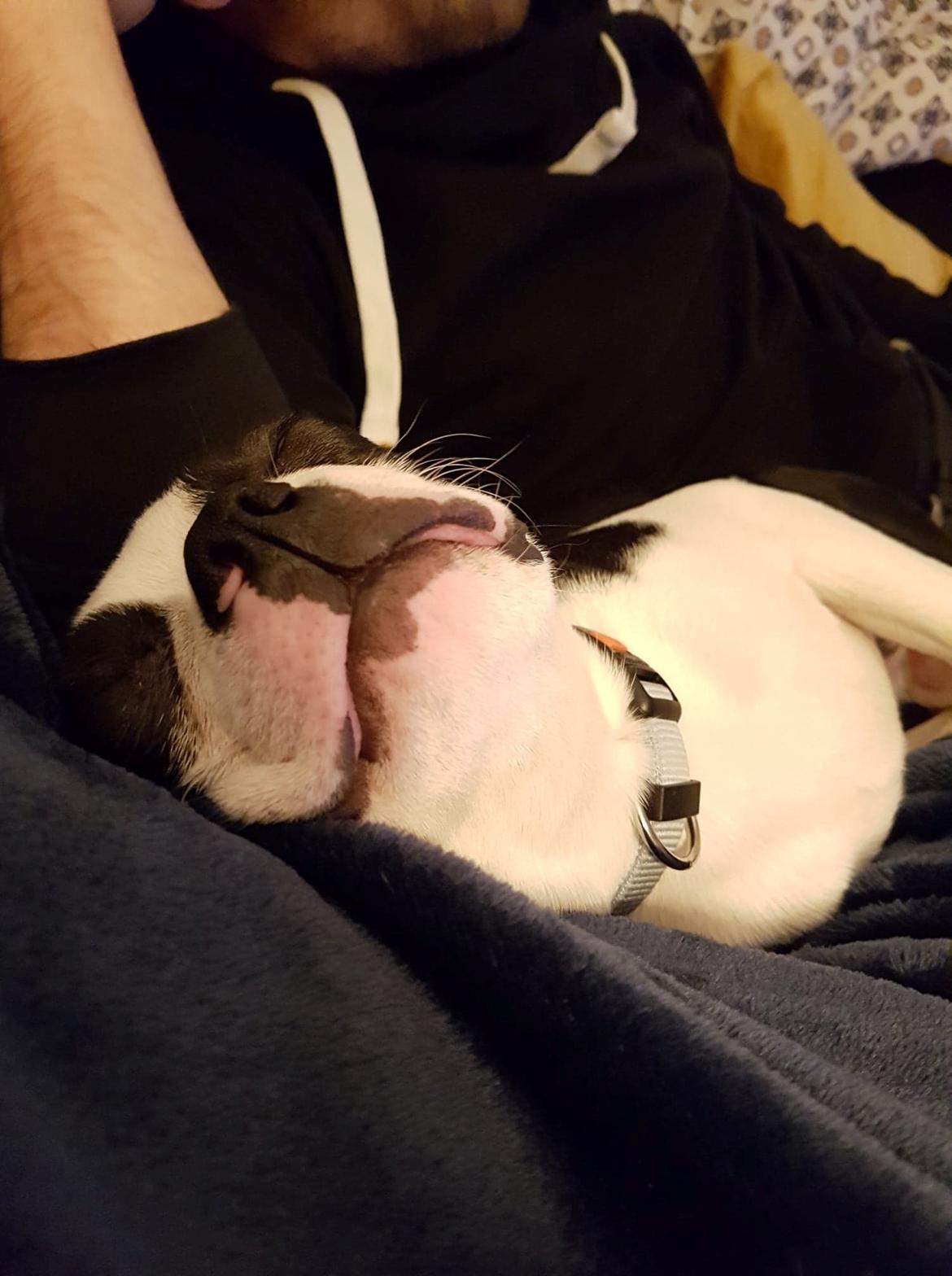 Boston terrier Frankie billede 4