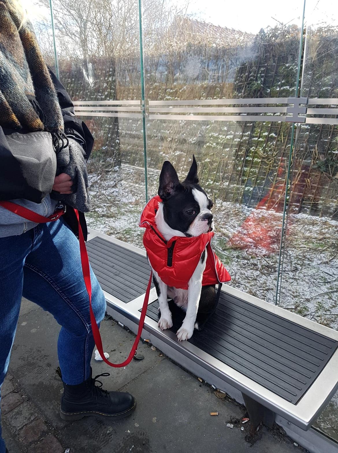 Boston terrier Frankie billede 5