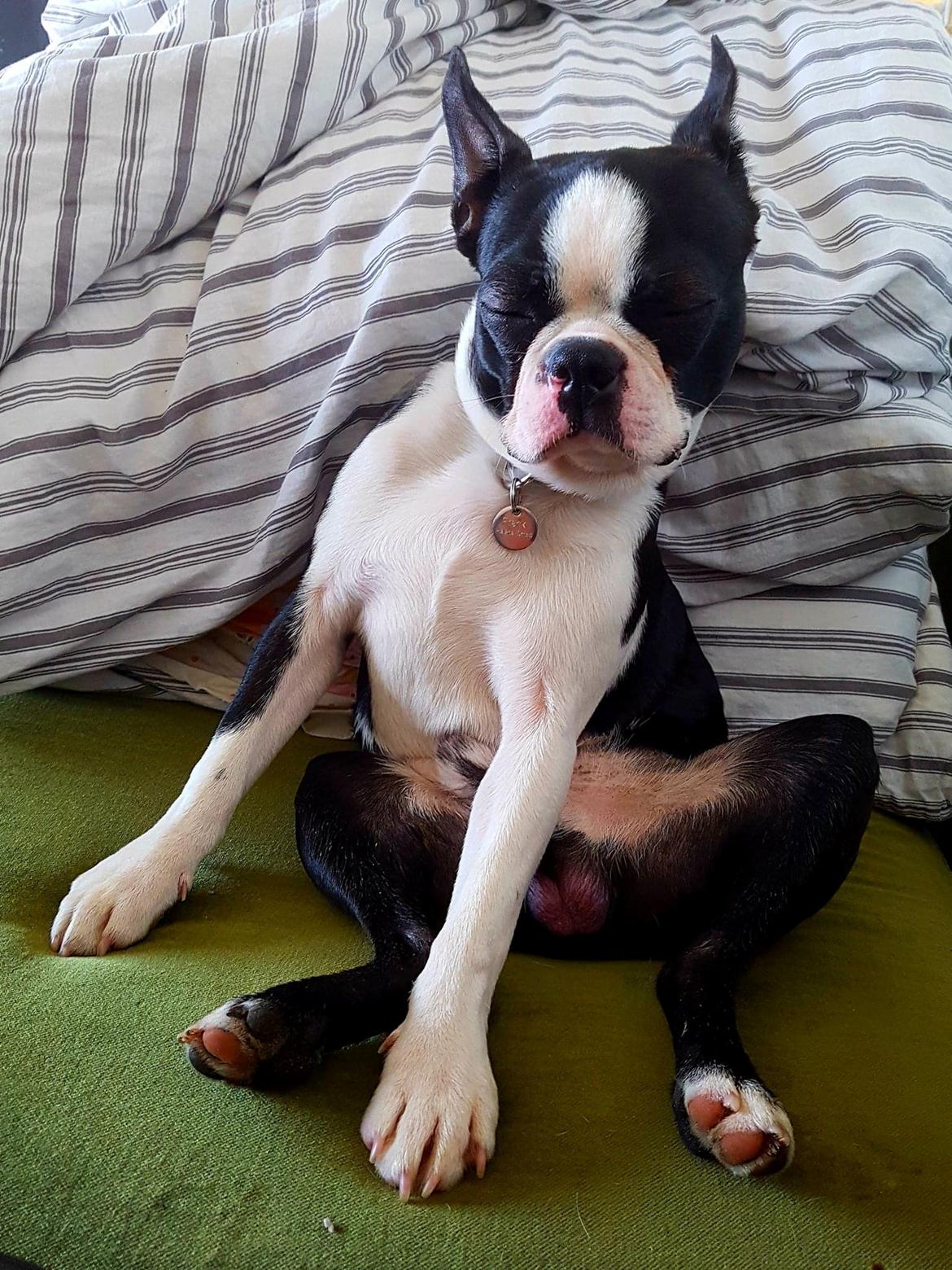 Boston terrier Frankie billede 2