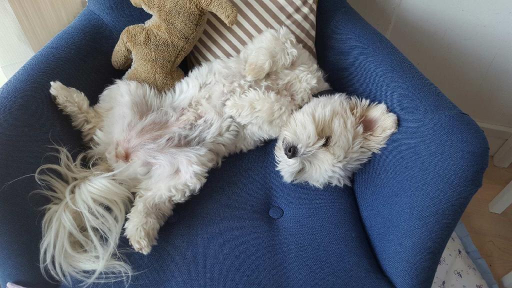 Blanding af racer Frida billede 1