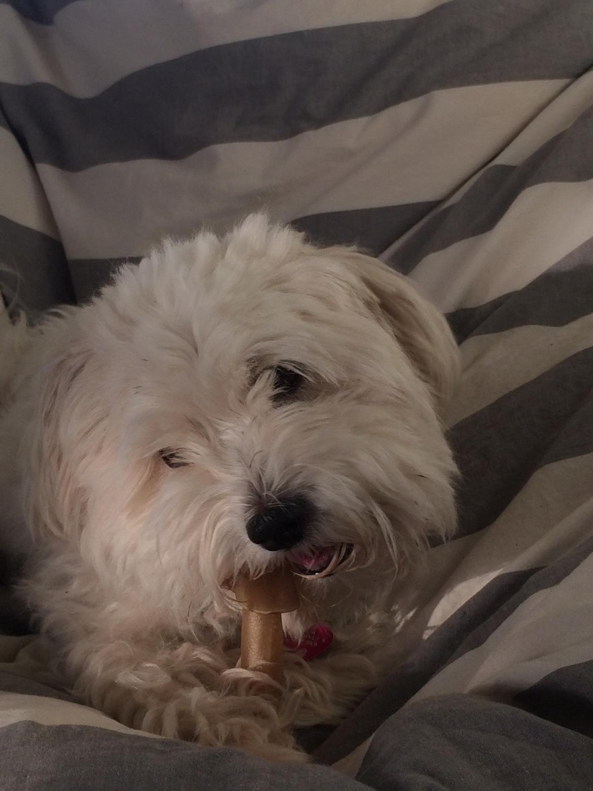 Blanding af racer Frida billede 3