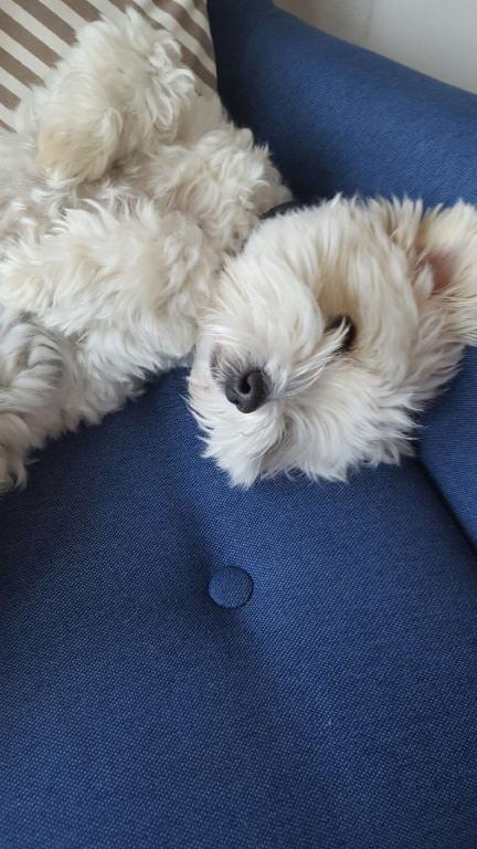 Blanding af racer Frida billede 2