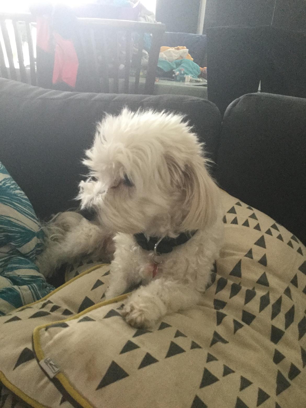 Blanding af racer Frida billede 4