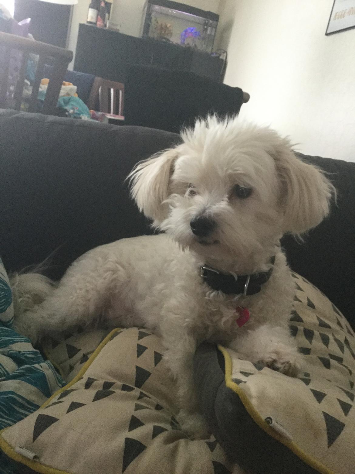 Blanding af racer Frida billede 5