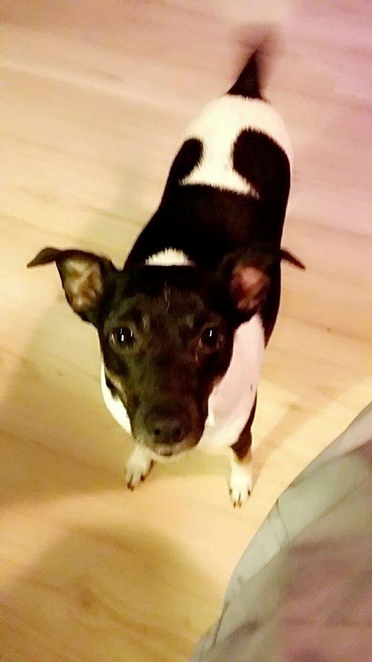 Dansk svensk gaardhund Laisa billede 7