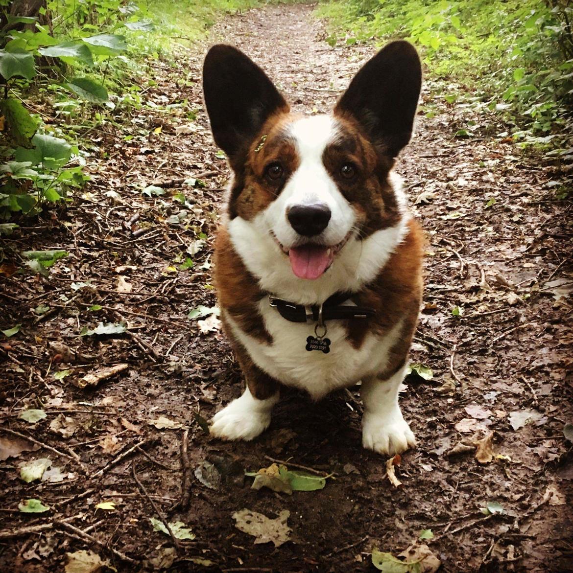 Welsh corgi cardigan Smarties Indy ( Theodor ) billede 15