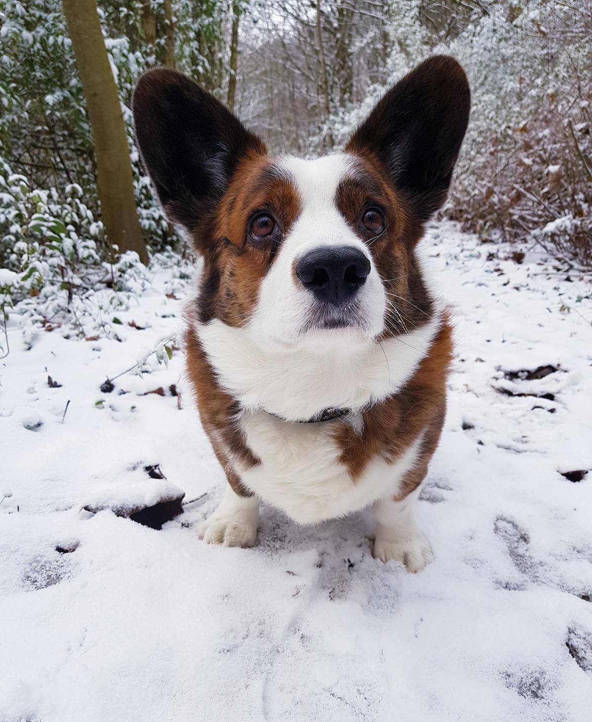 Welsh corgi cardigan Smarties Indy ( Theodor ) billede 6