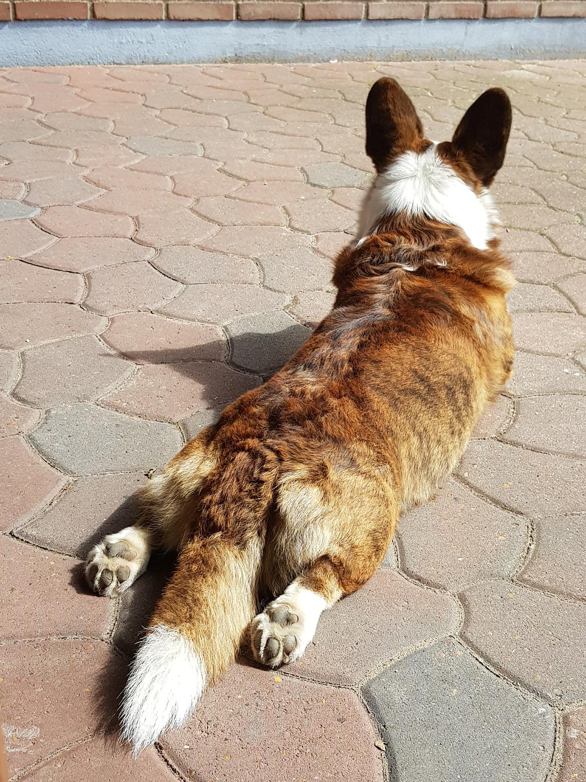 Welsh corgi cardigan Smarties Indy ( Theodor ) billede 16