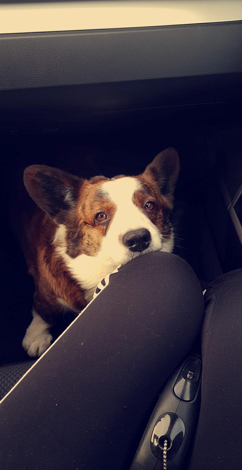 Welsh corgi cardigan Smarties Indy ( Theodor ) billede 17