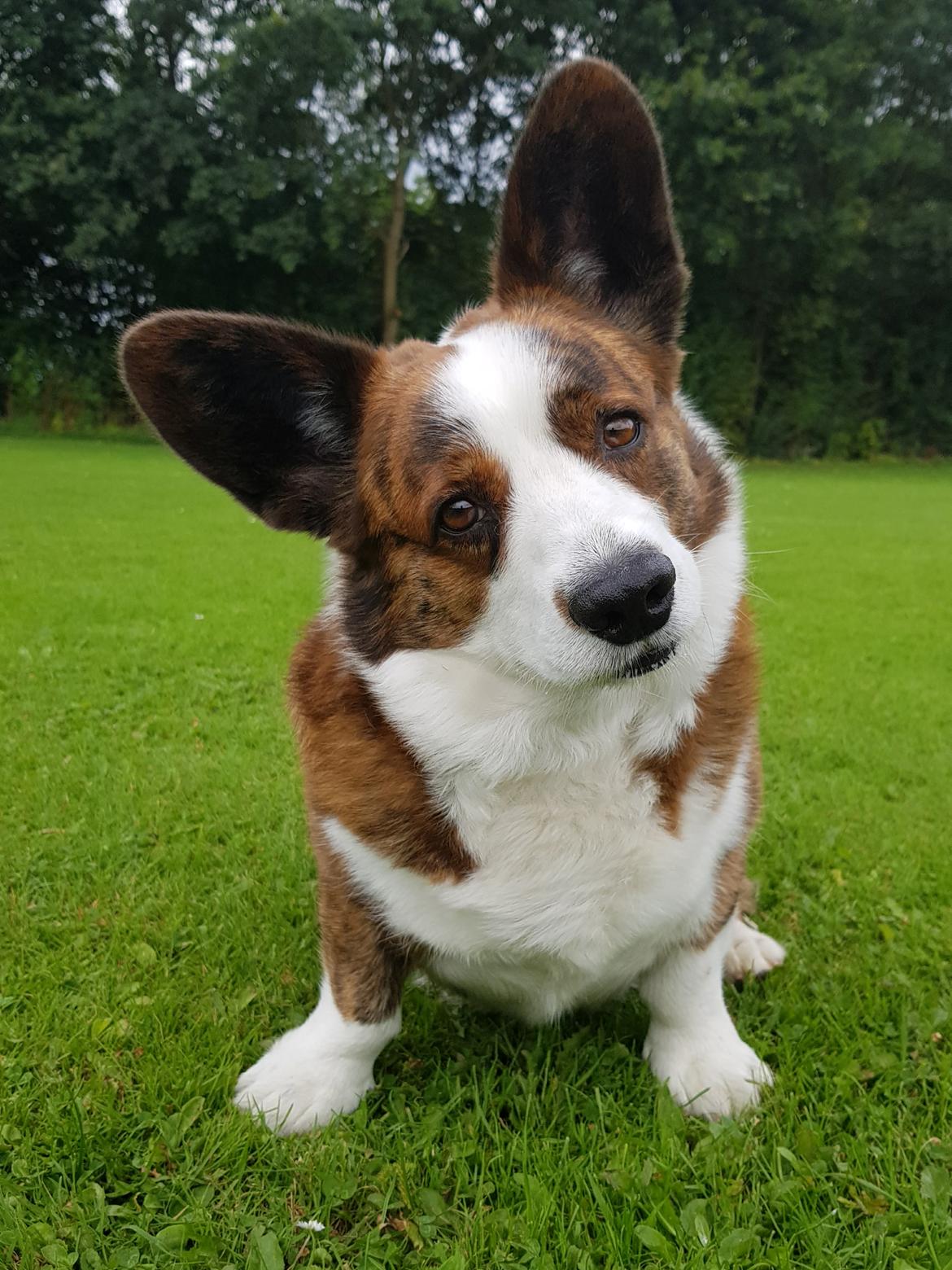 Welsh corgi cardigan Smarties Indy ( Theodor ) billede 4