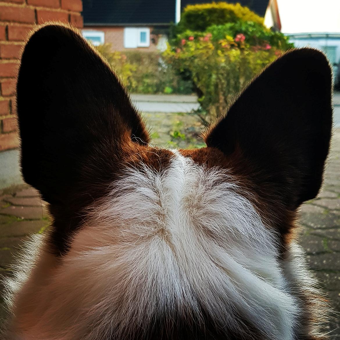Welsh corgi cardigan Smarties Indy ( Theodor ) billede 8
