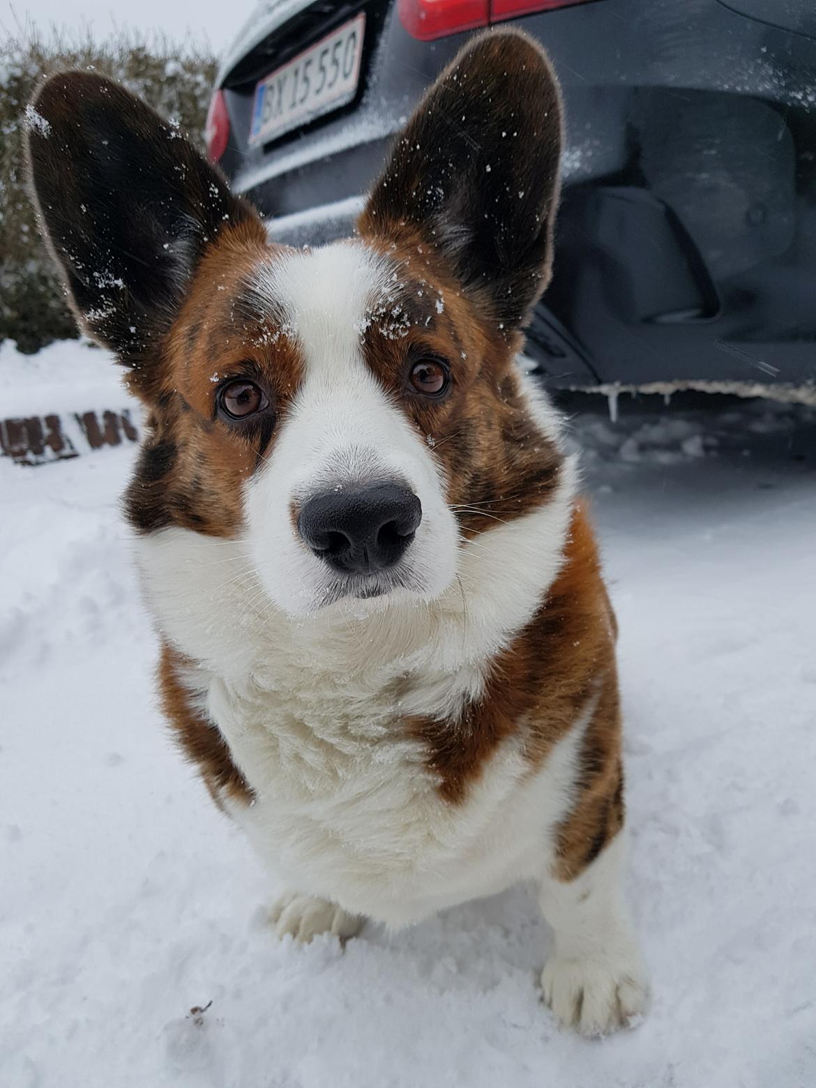 Welsh corgi cardigan Smarties Indy ( Theodor ) billede 2