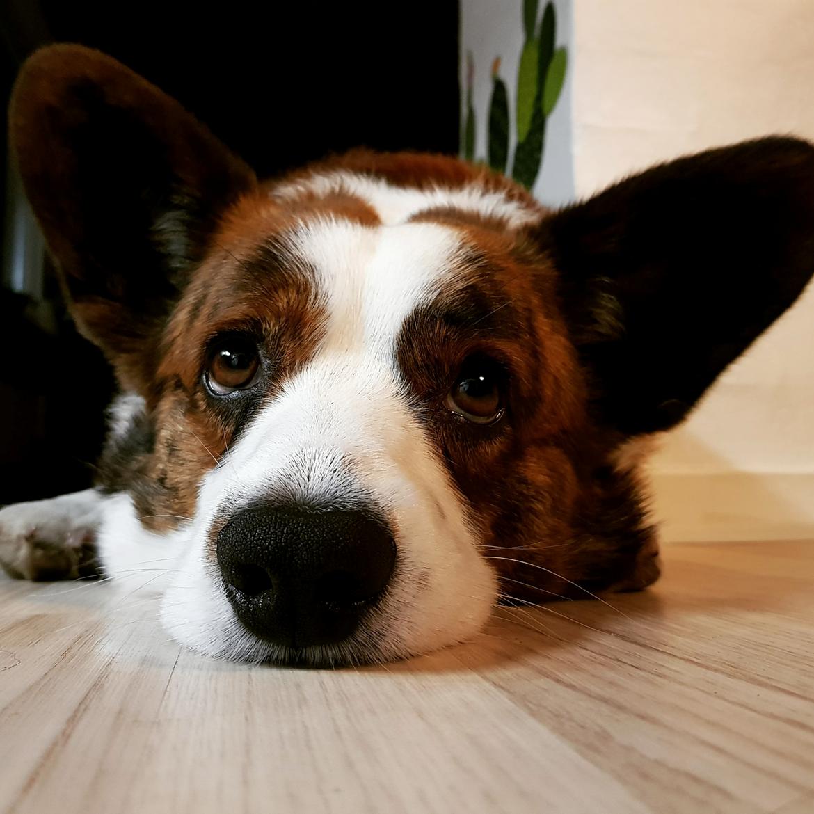 Welsh corgi cardigan Smarties Indy ( Theodor ) billede 18