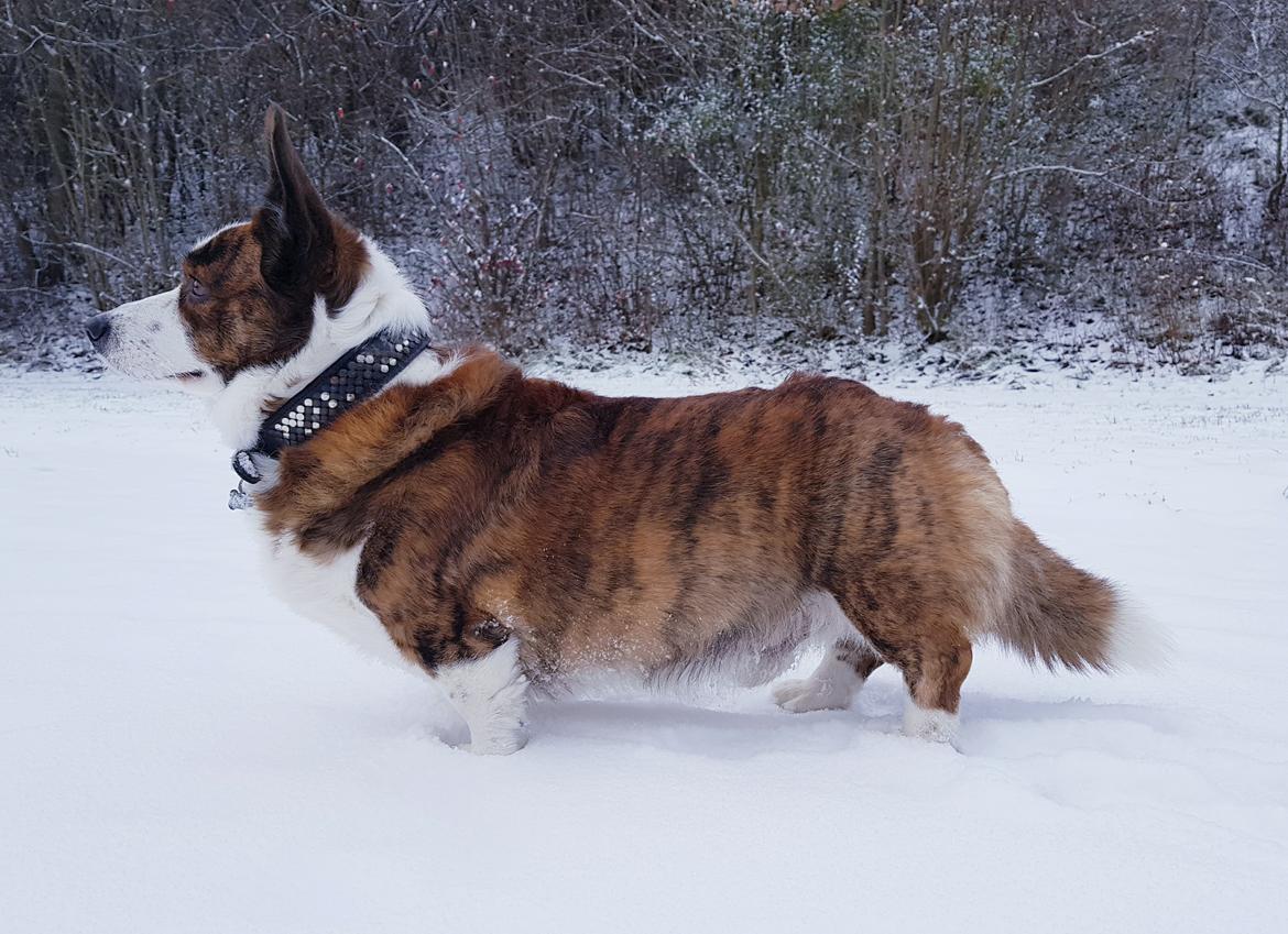 Welsh corgi cardigan Smarties Indy ( Theodor ) billede 12