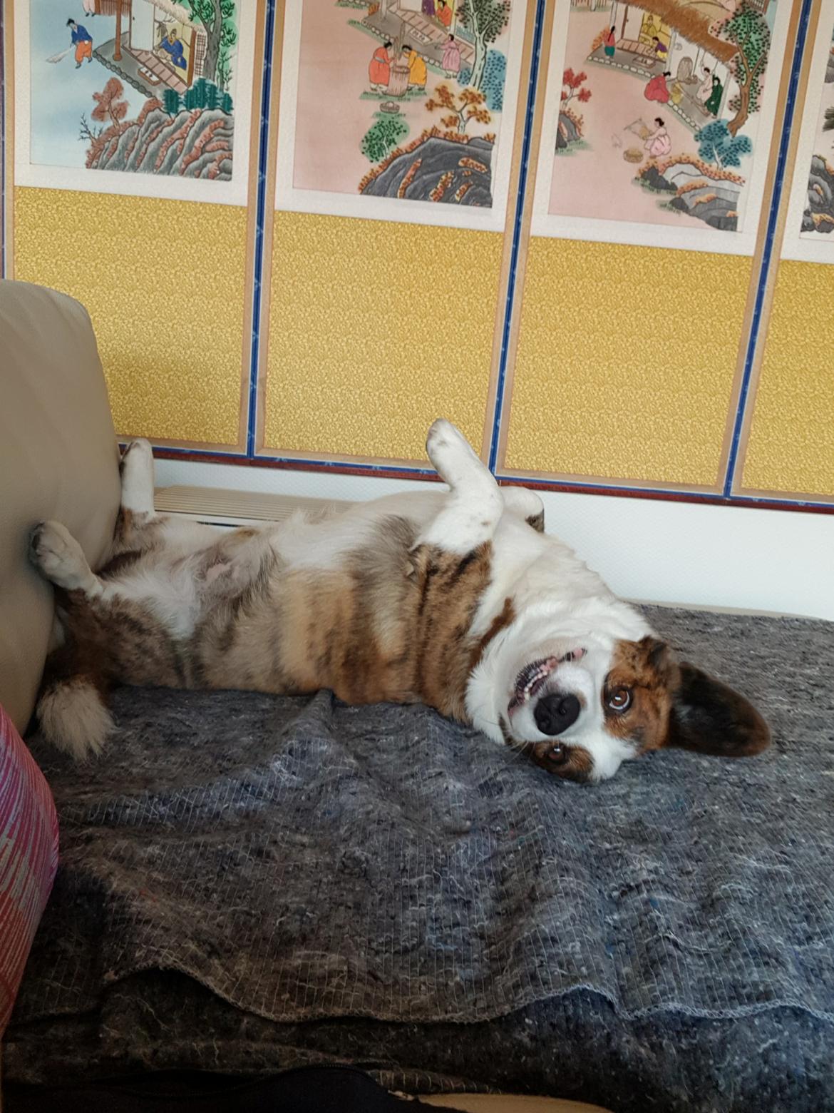 Welsh corgi cardigan Smarties Indy ( Theodor ) billede 19