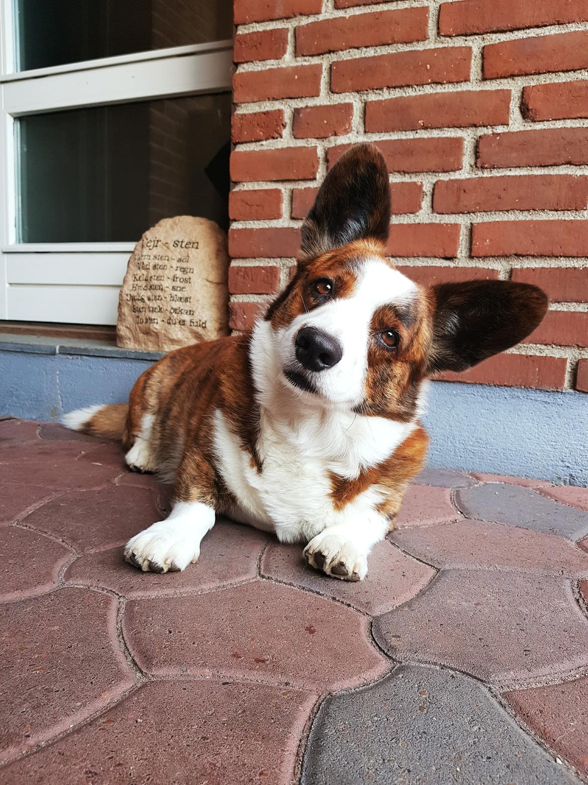 Welsh corgi cardigan Smarties Indy ( Theodor ) billede 5